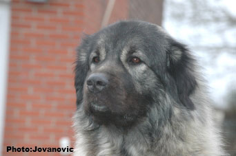 sarplaninac Ecka 4,5 years
