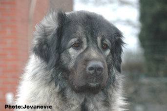 sarplaninac Ecka 4,5 years