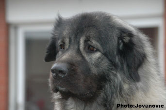 sarplaninac Ecka 4,5 years