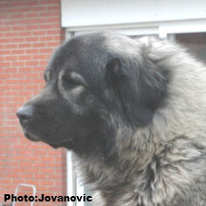sarplaninac Ecka 4,5 years