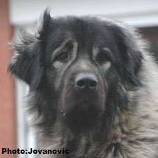 sarplaninac Ecka 4,5 years
