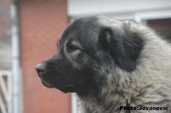 sarplaninac Ecka 4,5 years