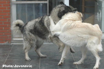 sarplaninci Ecka et Zirka
