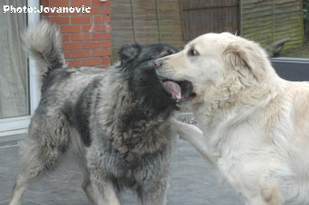 sarplaninci Ecka et Zirka