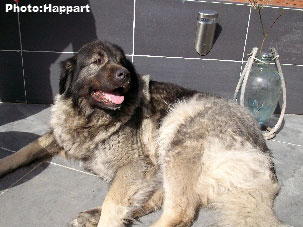 sarplaninac Ecka 6 years