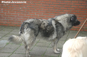sarplaninac Ecka 6,5 years