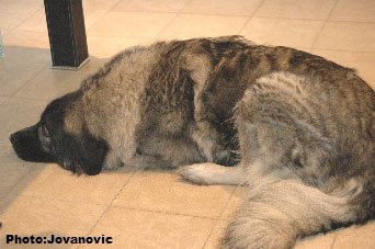 sarplaninac Ecka 6,5 years