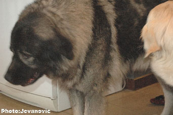 sarplaninac Ecka 6,5 years