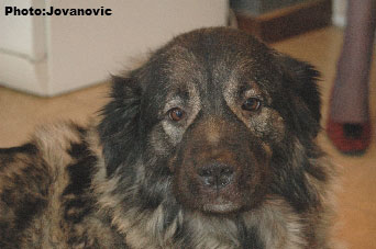 sarplaninac Ecka 6,5 years