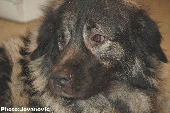 sarplaninac Ecka 6,5 years