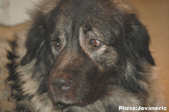 sarplaninac Ecka 6,5 years