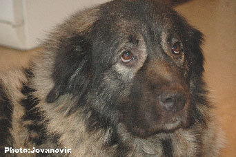 sarplaninac Ecka 6,5 years