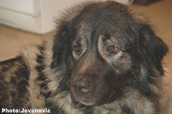sarplaninac Ecka 6,5 years