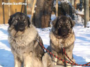 Emina et Cola