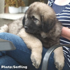 Xena