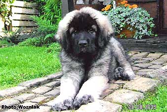 Emir 2 months