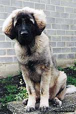 Emir 5 months