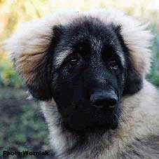Emir 5 months