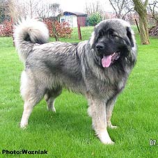 Emir 9,5 months
