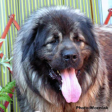 Emir 23 months