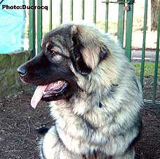 Ena 9 months