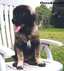 sarplaninac Eta 3 months