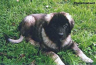 sarplaninac Eta 3 months