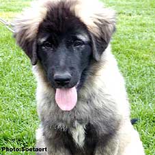 sarplaninac Eta 4 months