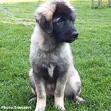 sarplaninac Eta 4 months