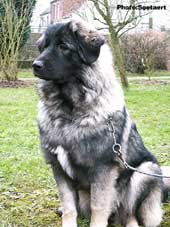 sarplaninac Eta 7 months