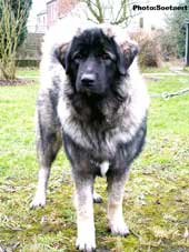 sarplaninac Eta 7 months