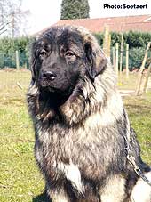 sarplaninac Eta 9 months