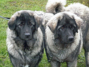 sarplaninac Eta & Eogan 7 months