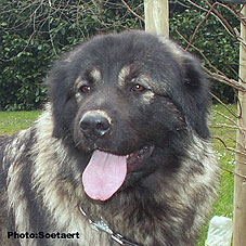 sarplaninac Eta 20 months