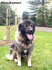 sarplaninac Eta 20 months