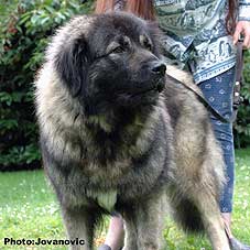 sarplaninac Eta 2 years