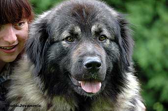 sarplaninac Eta 2 years