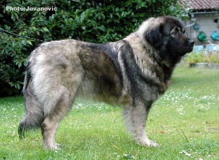 sarplaninac Eta 2 years