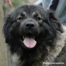 sarplaninac Eta 2 years