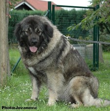 sarplaninac Eta 2 years