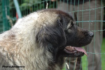 sarplaninac Eta 2 years