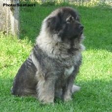 sarplaninac Eta 3 years