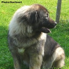 sarplaninac Eta 3 years