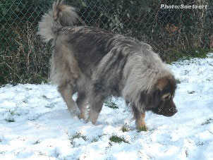 sarplaninac Eta 3,5 years