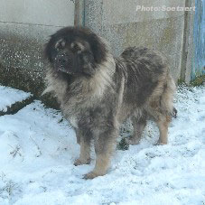 sarplaninac Eta 3,5 years