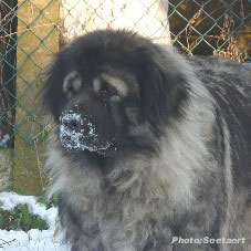 Sarplaninac Eta 3,5 years