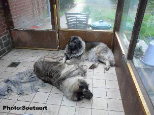 sarplaninci Eta et Eogan 4 years