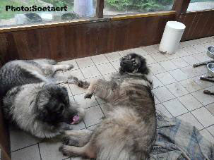 Sarplaninci Eta et Eogan 4 years