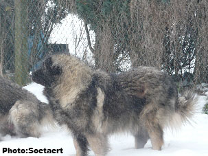 sarplaninac Eta 5,5 years