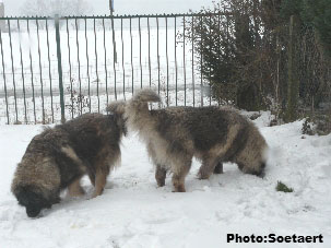sarplaninci Eta et Eogan 5,5 years